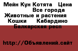 Мейн Кун Котята › Цена ­ 15 000 - Все города Животные и растения » Кошки   . Кабардино-Балкарская респ.